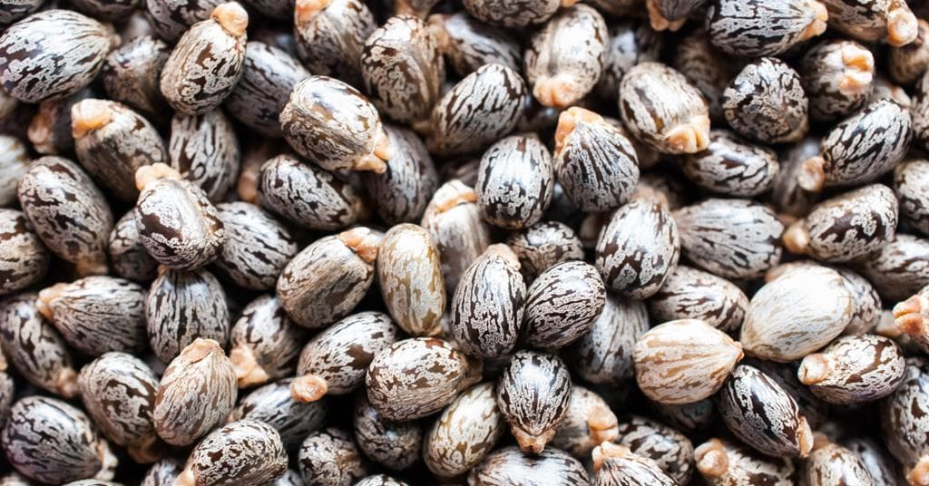 Castor plant seed pods — non-food bio-based feedstock